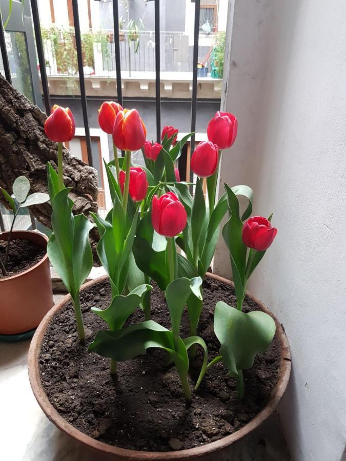 Bellini Apartment 카타니아 외부 사진